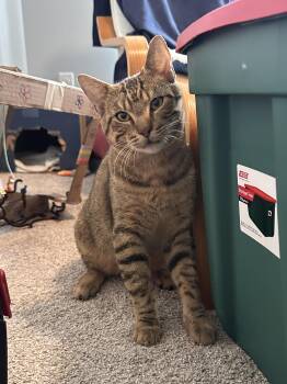 Roy Kent -  Domestic Short Hair Cat for Adoption in Blaine, Minnesota - Roy Kent | PetCurious