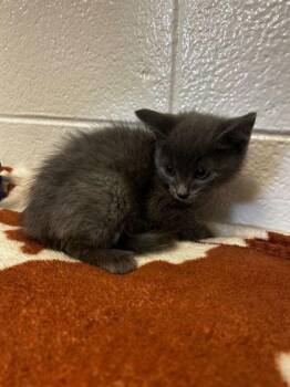 Chi-hua-hua -  Domestic Short Hair Cat for Adoption in Spruce Pine, North Carolina - Chi-hua-hua | PetCurious