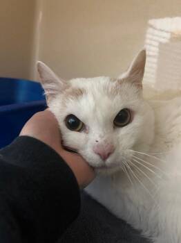 Timotay -  Domestic Short Hair Cat for Adoption in Elyria, Ohio - Timotay | PetCurious