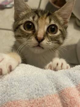 Rescue Domestic Short Hair Cats for Adoption in Salisbury, North Carolina - Sally | PetCurious