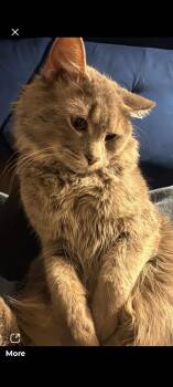 Nylo -  Domestic Long Hair Cat Available for Adoption in Liberty, New York - Nylo | PetCurious