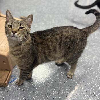 Chimney -  Domestic Short Hair Cat for Adoption in Marshalltown, Iowa - Chimney | PetCurious