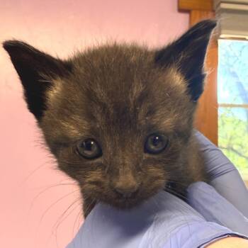 Ebony -  Domestic Short Hair Cat for Adoption in Redwood Valley, California - Ebony | PetCurious