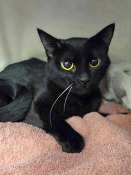 Glee -  Domestic Short Hair Cat for Adoption in Westland, Michigan - Glee | PetCurious