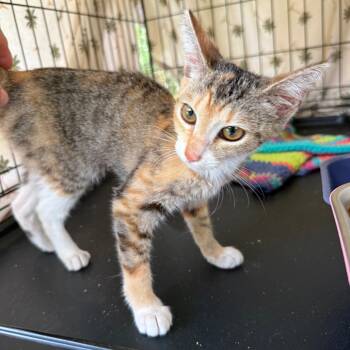 Rescue Domestic Short Hair Cats for Adoption in Pahoa, Hawaii - Tiny | PetCurious