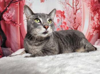 Rescue Tabby and Domestic Short Hair Cats for Adoption in Greensburg, Pennsylvania - Beau | PetCurious