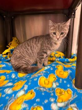 Camellia -  Tabby Cat for Adoption in La Porte, Indiana - Camellia | PetCurious