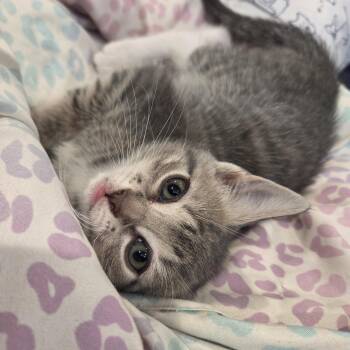 Pinto Beans -  Tabby and Domestic Short Hair Cat for Adoption in UNIVERSITY PA, Maryland - Pinto Beans | PetCurious