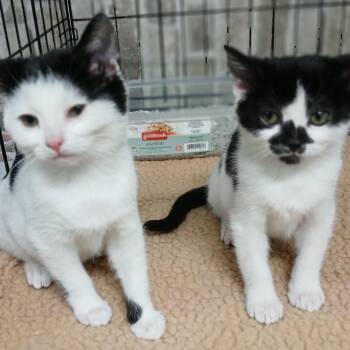Rescue Domestic Short Hair Cats for Adoption in Germansville, Pennsylvania - AbbyCadabby And Moo Moo | PetCurious