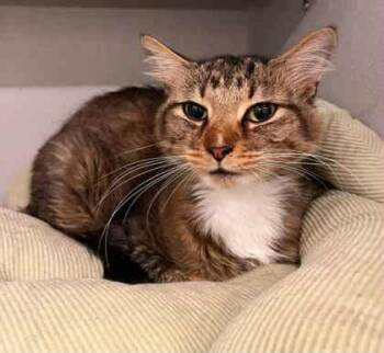 Rescue Domestic Short Hair Cats for Adoption in Atlanta, Georgia - Mr. Misty | PetCurious