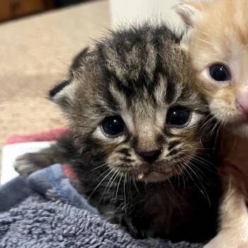 Pidge -  Domestic Long Hair Cat for Adoption in Austin, Texas - Pidge | PetCurious