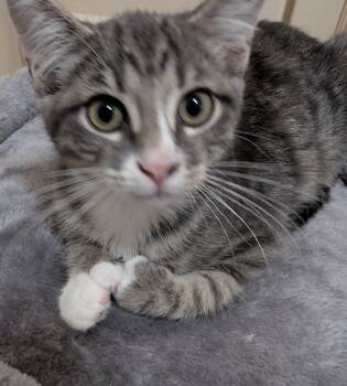 Oscar -  Domestic Short Hair Cat for Adoption in Jacksonville, Florida - Oscar | PetCurious