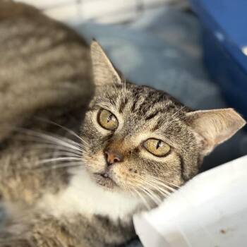 Timbo -  Domestic Short Hair Cat for Adoption in New York, New York - Timbo | PetCurious