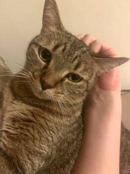 Ozzy -  Domestic Short Hair Cat for Adoption in New York, New York - Ozzy | PetCurious