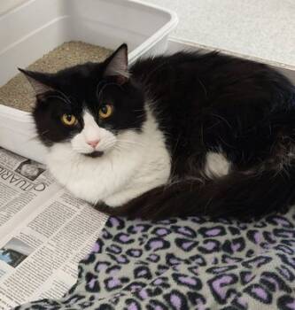 Rescue Domestic Long Hair and Domestic Short Hair Cats for Adoption in Atlanta, Georgia - Puddles | PetCurious