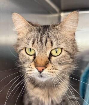 Domestic Long Hair Cats Available for Adoption in Windsor, Connecticut - Boody Puddles | PetCurious