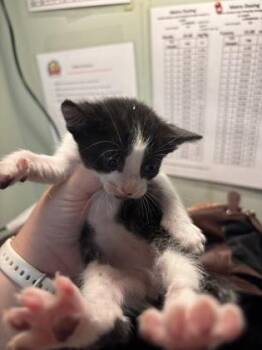 Baylen -  Domestic Short Hair Cat for Adoption in Picayune, Mississippi - Baylen | PetCurious