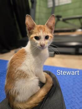 Stewart -  Domestic Short Hair Cat for Adoption in Seneca, South Carolina - Stewart | PetCurious