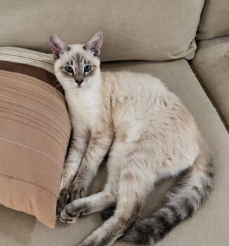 Gouda -  Siamese and Domestic Short Hair Cat for Adoption in Los Angeles, California - Gouda | PetCurious
