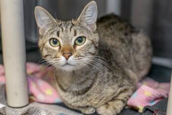 Domestic Short Hair Cats Available for Adoption in Charlotte, North Carolina - HONEY | PetCurious