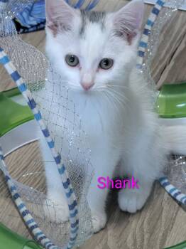 Domestic Short Hair Cats Available for Adoption in Denver, Colorado - Shank | PetCurious