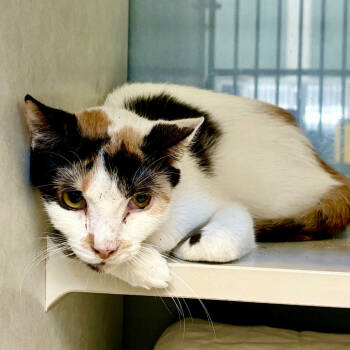 Rescue Domestic Short Hair Cats for Adoption in Fairport, New York - Tina | PetCurious