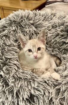 Sweet Pea -  Siamese and Domestic Short Hair Cat for Adoption in Little Rock, Arkansas - Sweet Pea | PetCurious