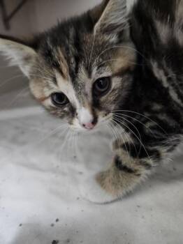 Eevee -  Domestic Short Hair Cat for Adoption in Columbus, Indiana - Eevee | PetCurious