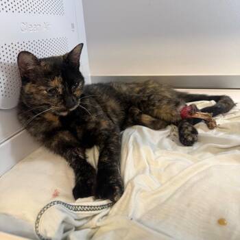 Gimby -  Domestic Short Hair Cat for Adoption in Pauls Valley, Oklahoma - Gimby | PetCurious