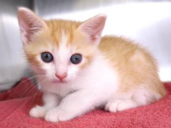 Domestic Medium Hair and Domestic Short Hair Cats Available for Adoption in Tallahassee, Florida - HUGHIE | PetCurious