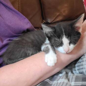 James -  Domestic Short Hair Cat for Adoption in Tallahassee, Florida - James | PetCurious