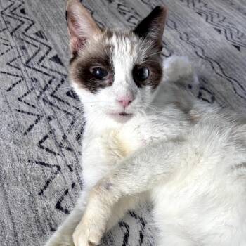 Rescue Siamese Cats for Adoption in Bountiful, Utah - Opalite | PetCurious