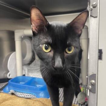Sniff -  Domestic Short Hair Cat for Adoption in Mentor, Ohio - Sniff | PetCurious