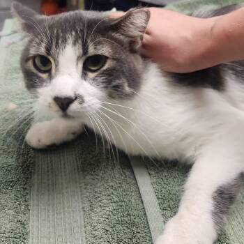 Neo -  Domestic Short Hair Cat for Adoption in Murray, Utah - Neo | PetCurious