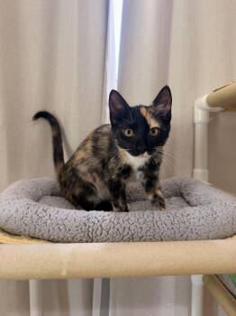Little Harley -  Calico Cat for Adoption in Suffolk, Virginia - Little Harley | PetCurious