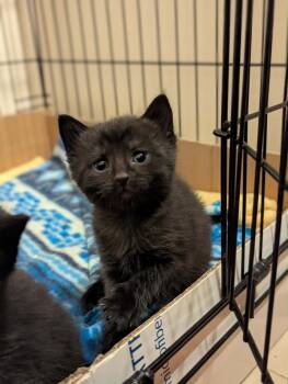 Domestic Short Hair Cats Available for Adoption - Corn Dog | PetCurious