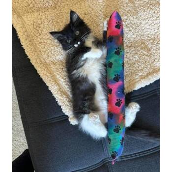 Holly -  Domestic Long Hair Cat for Adoption in Morgan Hill, California - Holly | PetCurious