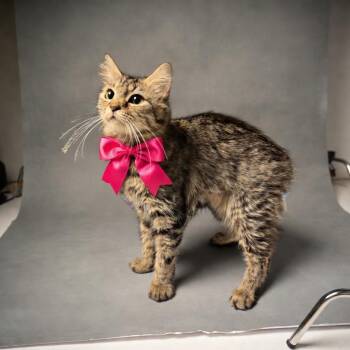 Rollo -  Manx and Domestic Medium Hair Cat for Adoption in Fredericksburg, Virginia - Rollo | PetCurious