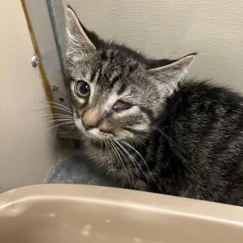 Balboa -  Domestic Short Hair Cat for Adoption in Salt Lake City, Utah - Balboa | PetCurious