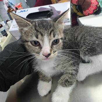 Ellen -  Domestic Short Hair Cat for Adoption in Duncan, Oklahoma - Ellen | PetCurious