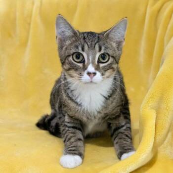 Ducky -  Domestic Short Hair Cat for Adoption in Mckean, Pennsylvania - Ducky | PetCurious