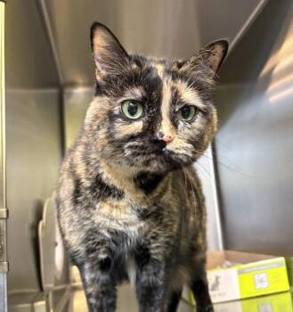 Domestic Medium Hair Cats Available for Adoption in Sioux City, Iowa - Bindi | PetCurious