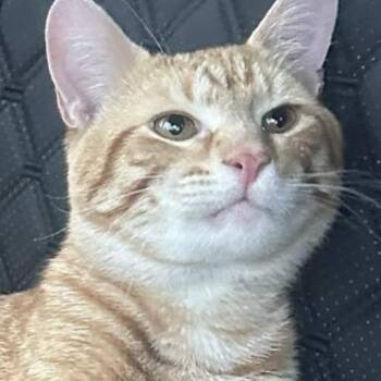 Domestic Short Hair Cats Available for Adoption in Downers Grove, Illinois - Stilton | PetCurious