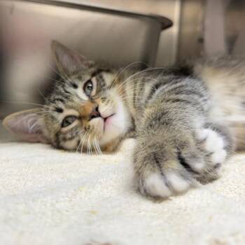 Sharktooth -  Domestic Short Hair Cat for Adoption in West Olive, Michigan - Sharktooth | PetCurious