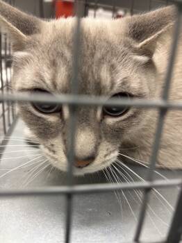 Rescue Domestic Short Hair Cats for Adoption in Las Vegas, Nevada - TINA | PetCurious