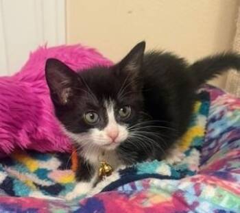 Domestic Medium Hair and Domestic Short Hair Cats Available for Adoption in Anchorage, Alaska - PEEP | PetCurious