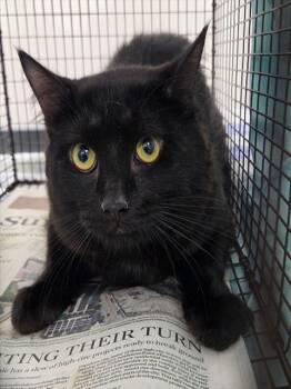 MAGNUM PI -  Domestic Short Hair Cat for Adoption in Fort Lauderdale, Florida - MAGNUM PI | PetCurious