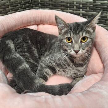 Rescue Domestic Short Hair Cats for Adoption in Attica, New York - Ms.LaBonz | PetCurious