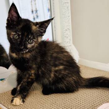 Candidia -  Domestic Short Hair Cat for Adoption in Franklin, Tennessee - Candidia | PetCurious