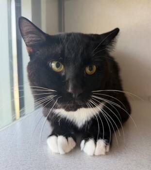 NIGHT -  Domestic Short Hair Cat for Adoption in Leesburg, Virginia - NIGHT | PetCurious